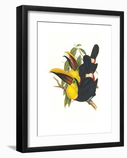 Choco Toucan-John Gould-Framed Art Print