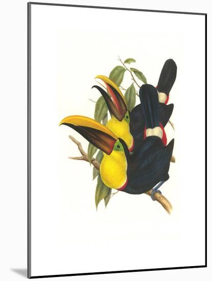 Choco Toucan-John Gould-Mounted Art Print