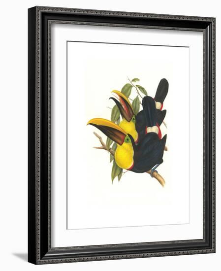 Choco Toucan-John Gould-Framed Art Print