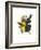 Choco Toucan-John Gould-Framed Art Print