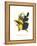 Choco Toucan-John Gould-Framed Stretched Canvas