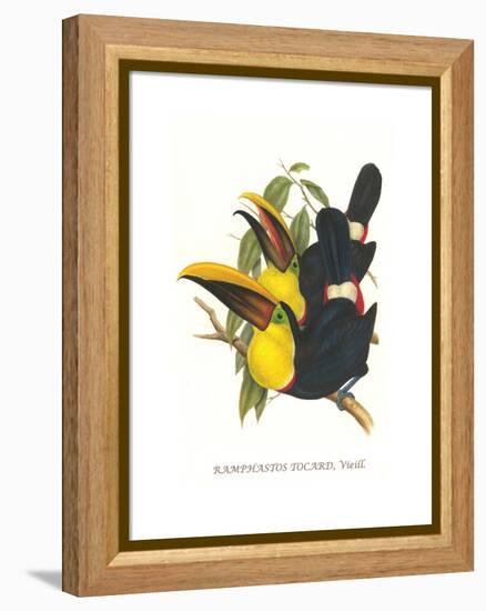 Choco Toucan-John Gould-Framed Stretched Canvas