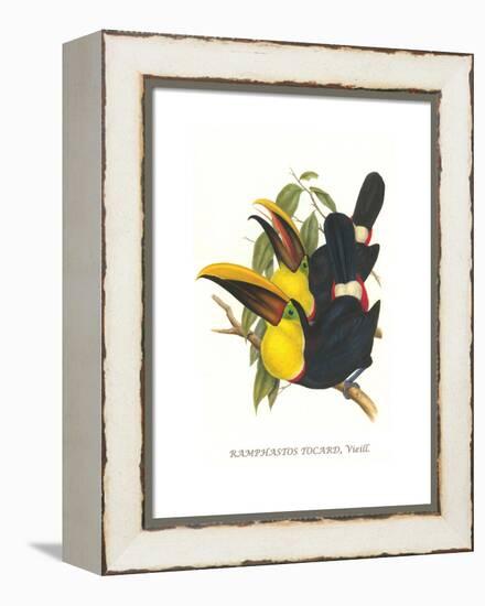 Choco Toucan-John Gould-Framed Stretched Canvas