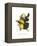 Choco Toucan-John Gould-Framed Stretched Canvas