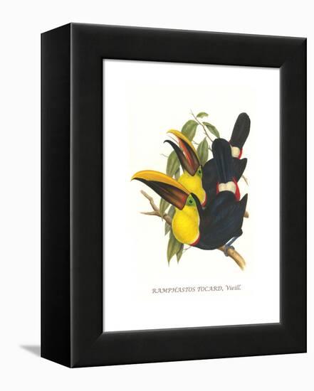 Choco Toucan-John Gould-Framed Stretched Canvas