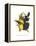 Choco Toucan-John Gould-Framed Stretched Canvas