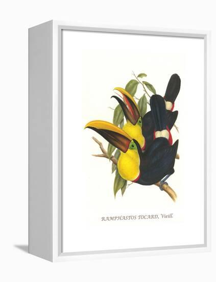 Choco Toucan-John Gould-Framed Stretched Canvas