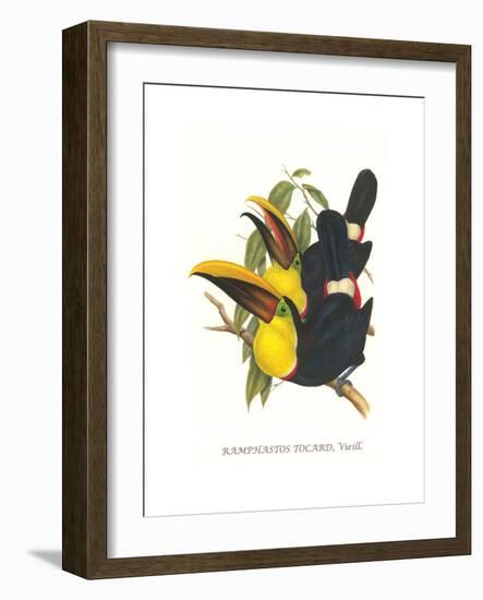 Choco Toucan-John Gould-Framed Art Print