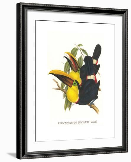 Choco Toucan-John Gould-Framed Art Print