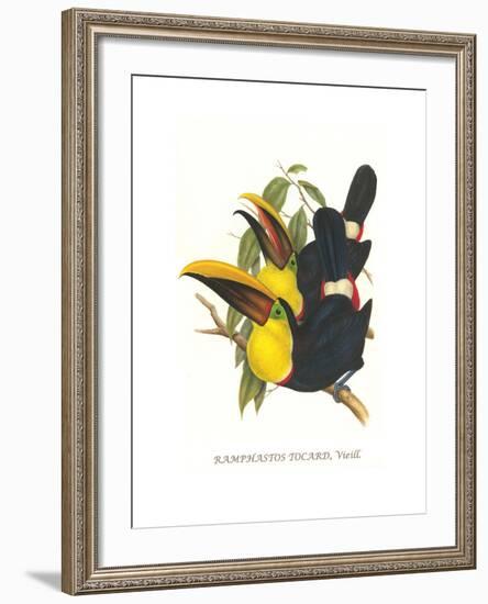 Choco Toucan-John Gould-Framed Art Print