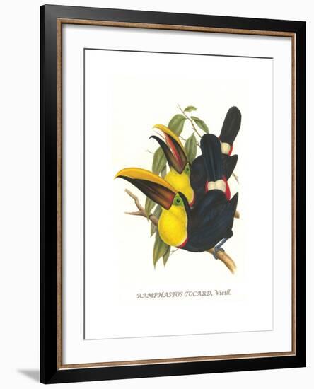 Choco Toucan-John Gould-Framed Art Print