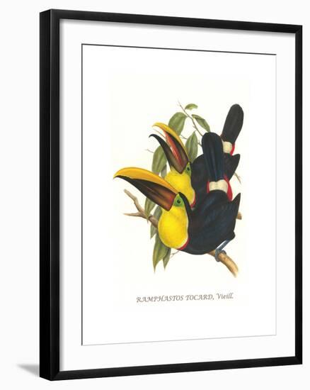 Choco Toucan-John Gould-Framed Art Print