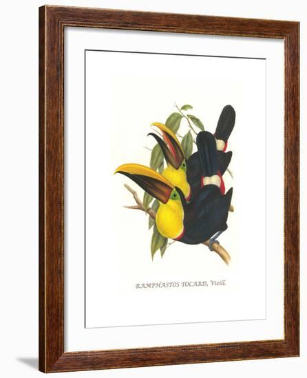 Choco Toucan-John Gould-Framed Art Print