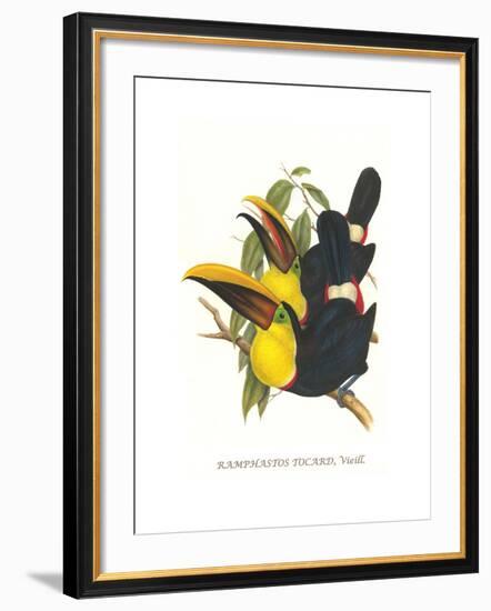 Choco Toucan-John Gould-Framed Art Print