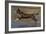 Chocolate border collie playing in water, Maryland, USA-John Cancalosi-Framed Photographic Print