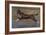 Chocolate border collie playing in water, Maryland, USA-John Cancalosi-Framed Photographic Print