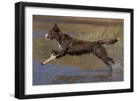 Chocolate border collie playing in water, Maryland, USA-John Cancalosi-Framed Photographic Print