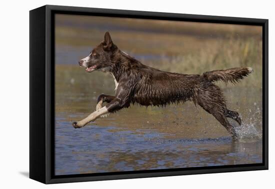 Chocolate border collie playing in water, Maryland, USA-John Cancalosi-Framed Premier Image Canvas