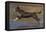 Chocolate border collie playing in water, Maryland, USA-John Cancalosi-Framed Premier Image Canvas