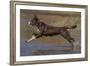 Chocolate border collie playing in water, Maryland, USA-John Cancalosi-Framed Photographic Print