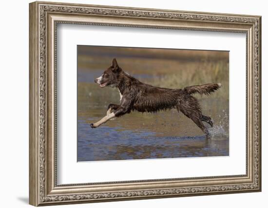 Chocolate border collie playing in water, Maryland, USA-John Cancalosi-Framed Photographic Print