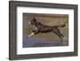 Chocolate border collie playing in water, Maryland, USA-John Cancalosi-Framed Photographic Print