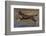 Chocolate border collie playing in water, Maryland, USA-John Cancalosi-Framed Photographic Print