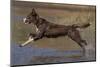 Chocolate border collie playing in water, Maryland, USA-John Cancalosi-Mounted Photographic Print