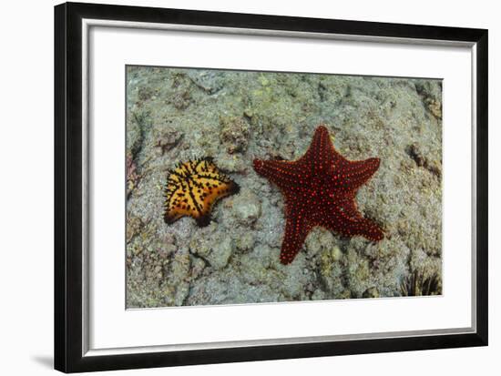 Chocolate Chip Starfish and Panamic Cushion Star, Galapagos, Ecuador-Pete Oxford-Framed Photographic Print