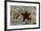 Chocolate Chip Starfish and Panamic Cushion Star, Galapagos, Ecuador-Pete Oxford-Framed Photographic Print