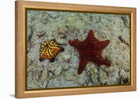 Chocolate Chip Starfish and Panamic Cushion Star, Galapagos, Ecuador-Pete Oxford-Framed Premier Image Canvas