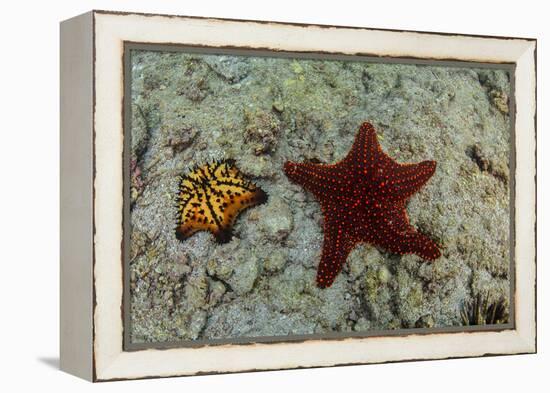 Chocolate Chip Starfish and Panamic Cushion Star, Galapagos, Ecuador-Pete Oxford-Framed Premier Image Canvas