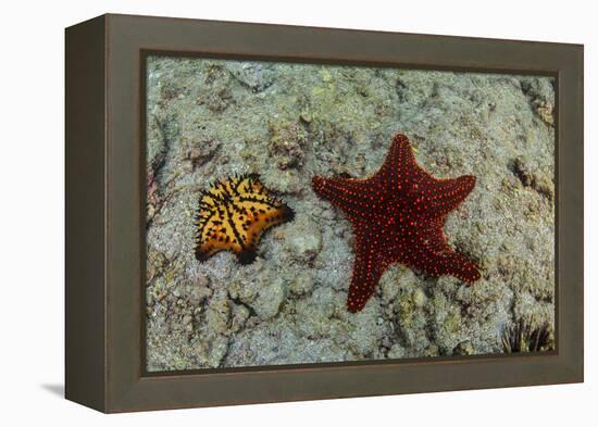 Chocolate Chip Starfish and Panamic Cushion Star, Galapagos, Ecuador-Pete Oxford-Framed Premier Image Canvas
