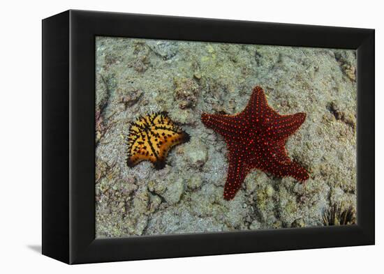 Chocolate Chip Starfish and Panamic Cushion Star, Galapagos, Ecuador-Pete Oxford-Framed Premier Image Canvas