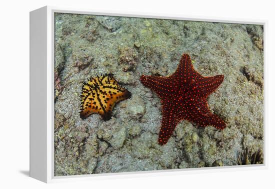 Chocolate Chip Starfish and Panamic Cushion Star, Galapagos, Ecuador-Pete Oxford-Framed Premier Image Canvas