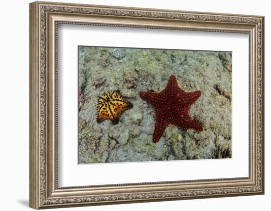 Chocolate Chip Starfish and Panamic Cushion Star, Galapagos, Ecuador-Pete Oxford-Framed Photographic Print