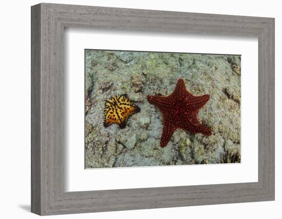 Chocolate Chip Starfish and Panamic Cushion Star, Galapagos, Ecuador-Pete Oxford-Framed Photographic Print