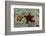 Chocolate Chip Starfish and Panamic Cushion Star, Galapagos, Ecuador-Pete Oxford-Framed Photographic Print