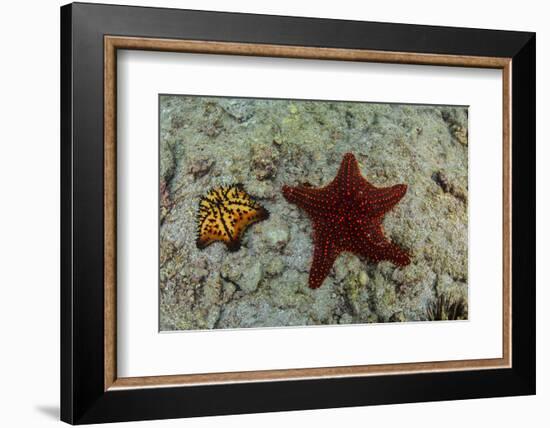 Chocolate Chip Starfish and Panamic Cushion Star, Galapagos, Ecuador-Pete Oxford-Framed Photographic Print