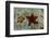 Chocolate Chip Starfish and Panamic Cushion Star, Galapagos, Ecuador-Pete Oxford-Framed Photographic Print