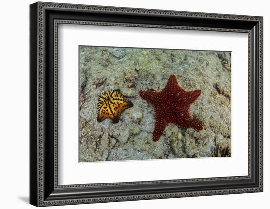 Chocolate Chip Starfish and Panamic Cushion Star, Galapagos, Ecuador-Pete Oxford-Framed Photographic Print