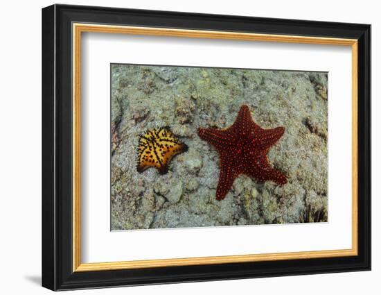 Chocolate Chip Starfish and Panamic Cushion Star, Galapagos, Ecuador-Pete Oxford-Framed Photographic Print