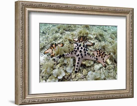 Chocolate Chip Starfish - Horned Sea Star (Protoreaster Nodosus) Cebu, Philippines, March-Sue Daly-Framed Photographic Print