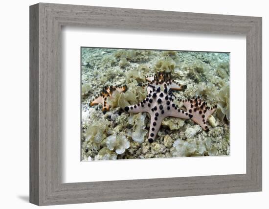 Chocolate Chip Starfish - Horned Sea Star (Protoreaster Nodosus) Cebu, Philippines, March-Sue Daly-Framed Photographic Print