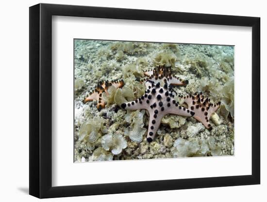 Chocolate Chip Starfish - Horned Sea Star (Protoreaster Nodosus) Cebu, Philippines, March-Sue Daly-Framed Photographic Print