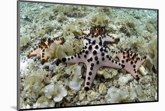 Chocolate Chip Starfish - Horned Sea Star (Protoreaster Nodosus) Cebu, Philippines, March-Sue Daly-Mounted Photographic Print