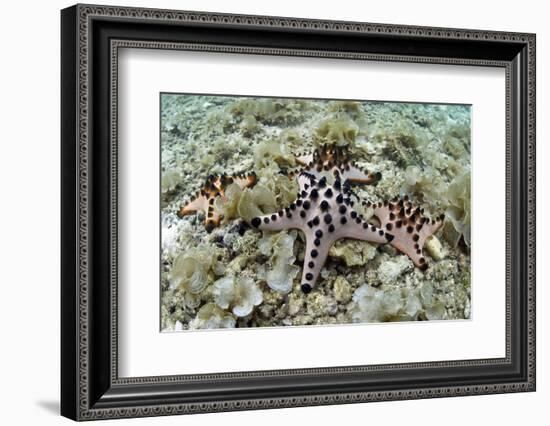 Chocolate Chip Starfish - Horned Sea Star (Protoreaster Nodosus) Cebu, Philippines, March-Sue Daly-Framed Photographic Print