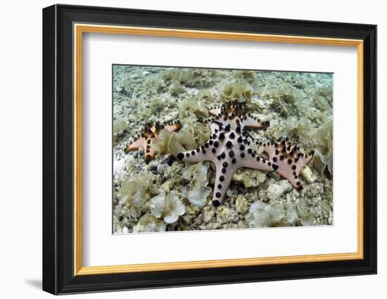 Chocolate Chip Starfish - Horned Sea Star (Protoreaster Nodosus) Cebu, Philippines, March-Sue Daly-Framed Photographic Print