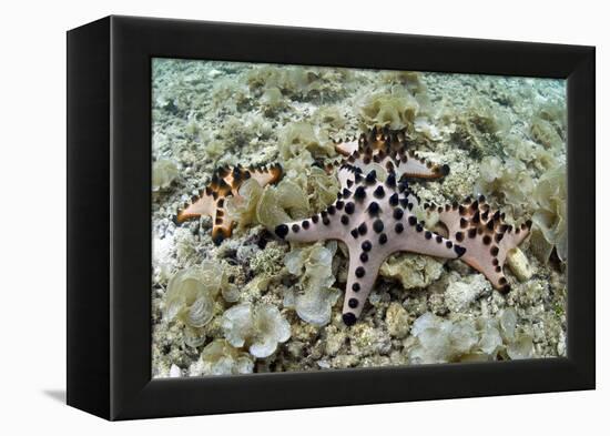 Chocolate Chip Starfish - Horned Sea Star (Protoreaster Nodosus) Cebu, Philippines, March-Sue Daly-Framed Premier Image Canvas