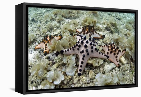 Chocolate Chip Starfish - Horned Sea Star (Protoreaster Nodosus) Cebu, Philippines, March-Sue Daly-Framed Premier Image Canvas